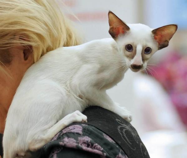 PETSmania - Seychellois de Pelo Corto. 