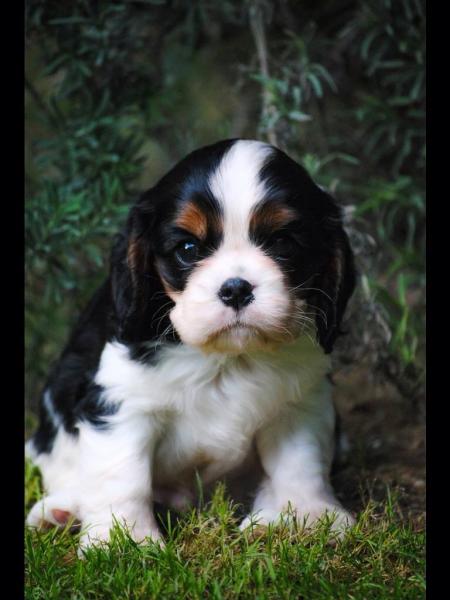 Como es la raza de perro Cavalier King Charles Spaniel Cavalier King Charles Spaniel. Irish de los Ursidos kodiak