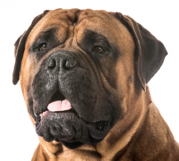 PETSmania - Bullmastiff. 