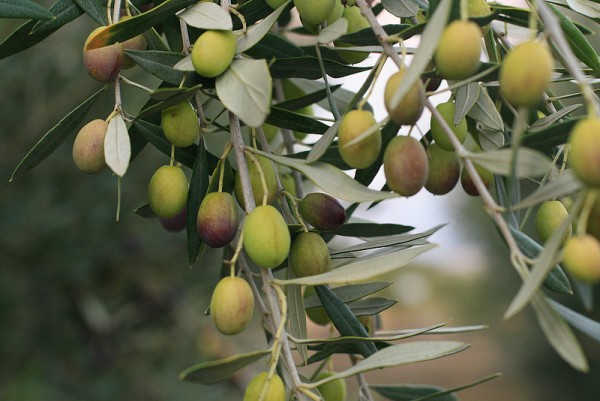 Olivas. Tan nuestras y tan desconocidas.. Miguel Ángel García