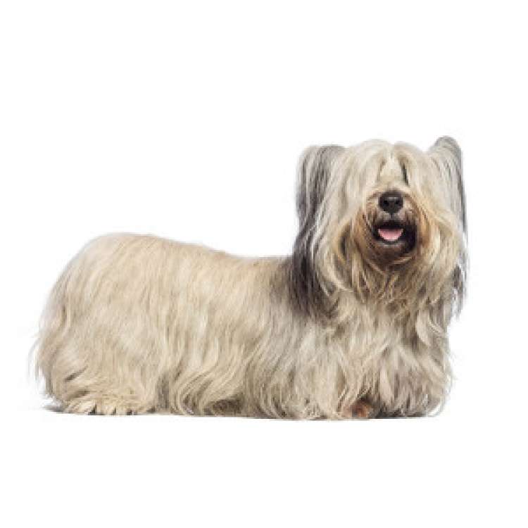 Skye Terrier. Skye Terrier.