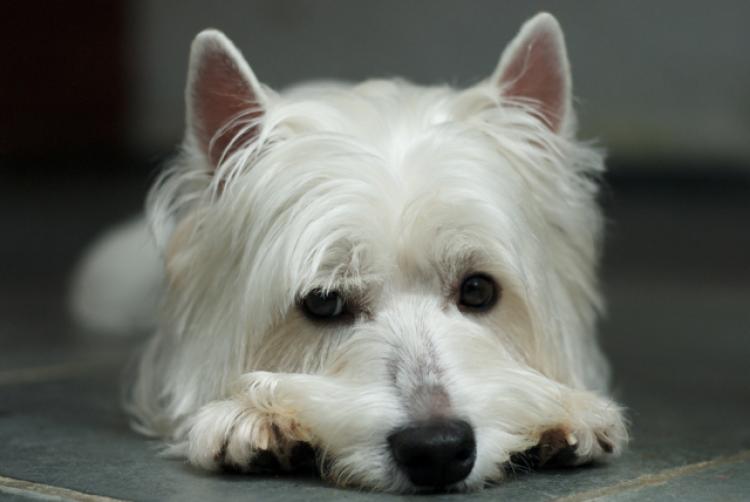 PETSmania - West Highland White Terrier aburrido