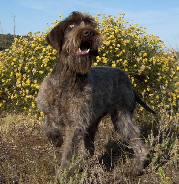 DE ALMAYATE - Griffon de Muestra Korthals de Pelo Duro. TRUFA DE ALMAYATE