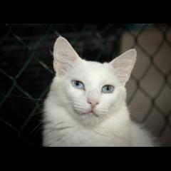 Fole.  Gato en adopcion que busca casa.