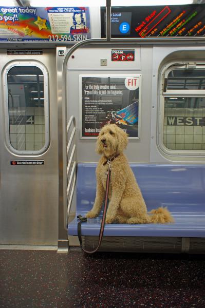 Perro en el metro