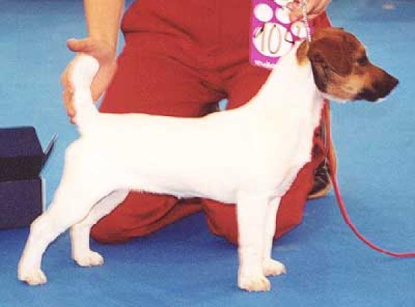 DE LAS DOCE ISLAS - Jack Russell Terrier. CH. Suzan