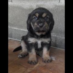 TRINA.  Perro en adopcion que busca casa.