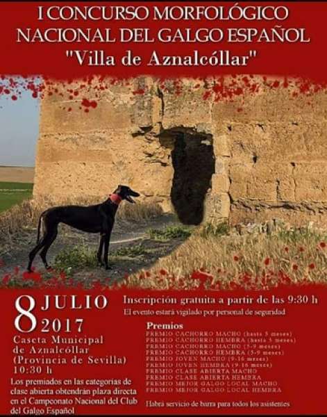 CLUB NACIONAL DEL GALGO ESPAÑOL - Galgo Español. Belleza. I CONCURSO MORFOLÓGICO NACIONAL DEL GALGO ESPAÑOL (Sevilla   España)