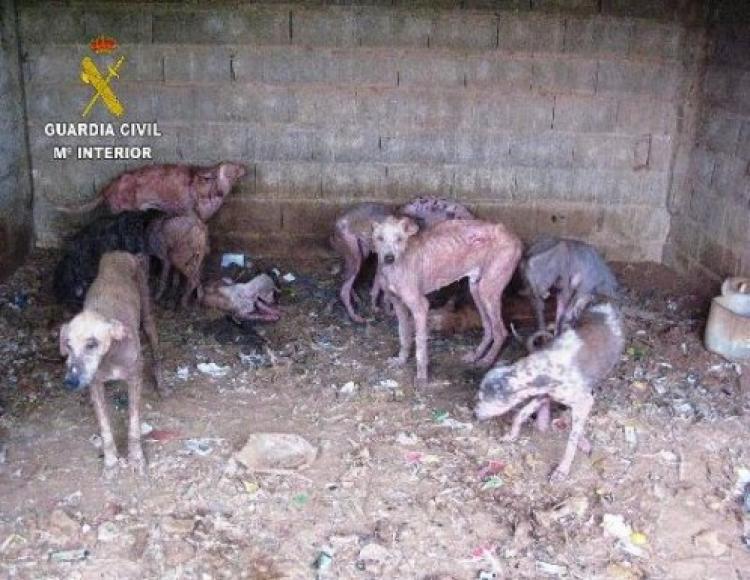 Un varón de 61 años investigado por un presunto delito de maltrato animal.