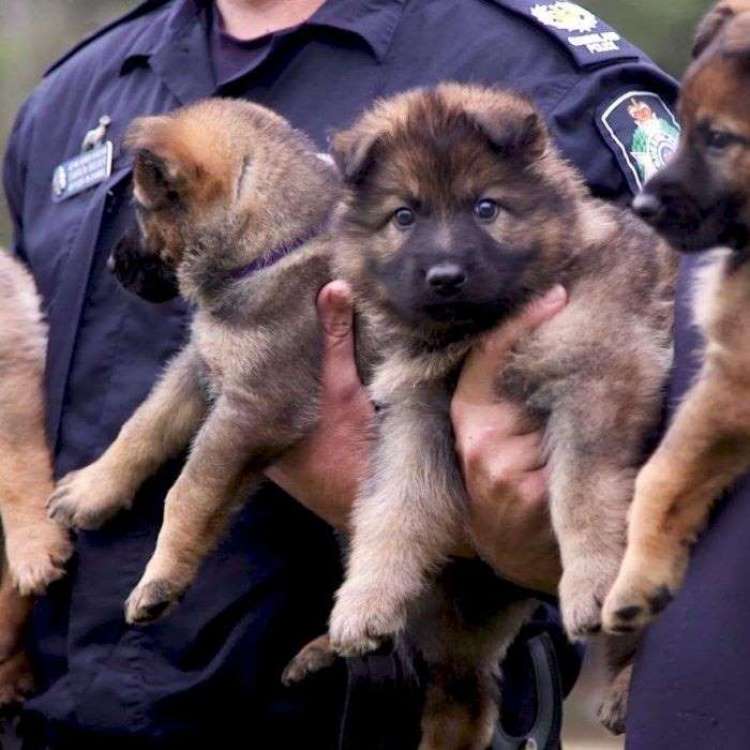 Policía de Queensland pide ayuda para nombres de cachorros Provided by ABC News