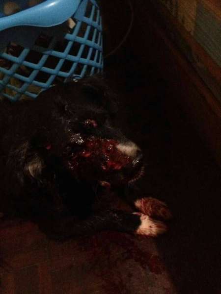 El perro que le dispararon en el ojo. Twitter El perro que le dispararon en el ojo. Twitter