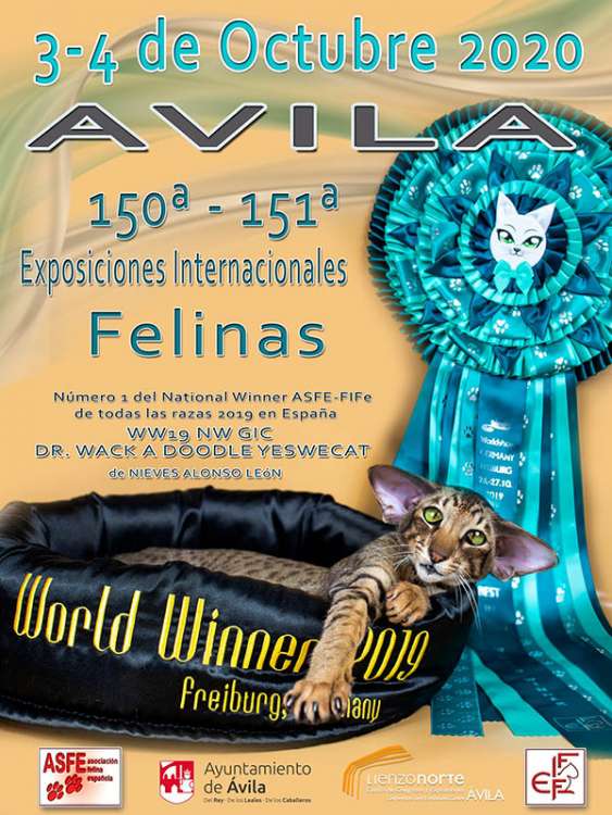 Asociación Felina Española A.S.F.E. - Belleza. 150 y 151 Exposiciones internacionales ASFE   FIFe (Ávila   España)