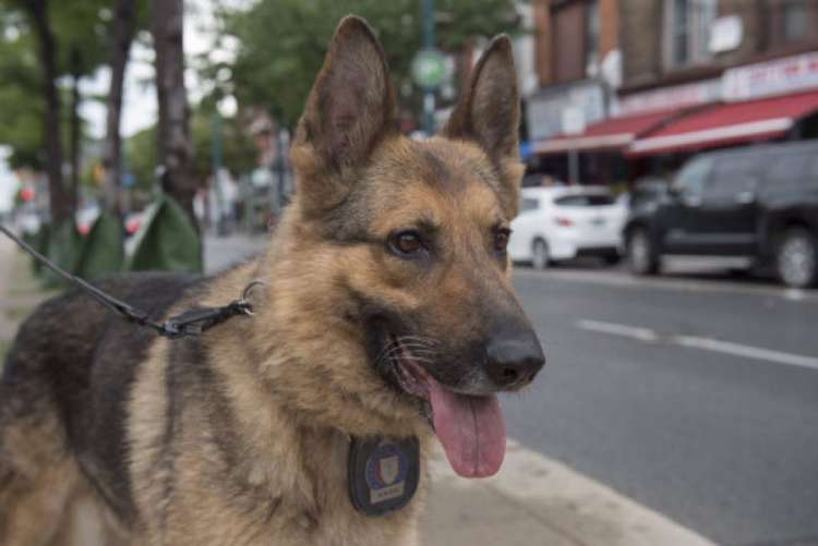 Kash el perro Policía que falleció (Foto POLICÍA DE TORONTO K9 TWITTER ) Kash el perro Policía que falleció (Foto POLICÍA DE TORONTO K9 TWITTER )