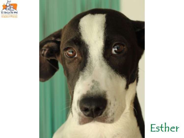 Asociación Protectora de Animales y Plantas EL ARCA DE NOÉ - Perro mestizo. Esther.