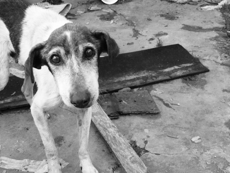 La crisis en Venezuela dispara el abandono de perros