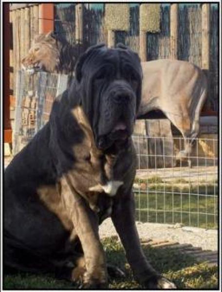 Mastín Napolitano. Mastin Napolitano Old Style y Mastin Napolitano de Belleza o Exposición