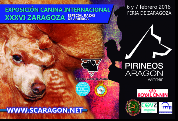Belleza. PIRINEOS ARAGON WINNER 2016, CAC de la RSCE y el CACIB de la FCI (Zaragoza - España)