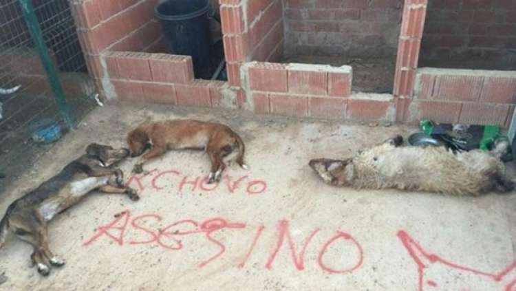PETSmania - Junto a los perros  escribieron en el piso   Kchovo asesino .