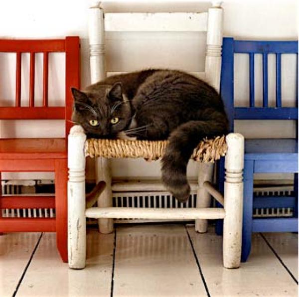 Tu mascota se hace mayor. Pero la edad no es una enfermedad. - Debido a que sus necesidades alimenticias cambian, es necesario dar un alimento específico senior a partir de los 7 años