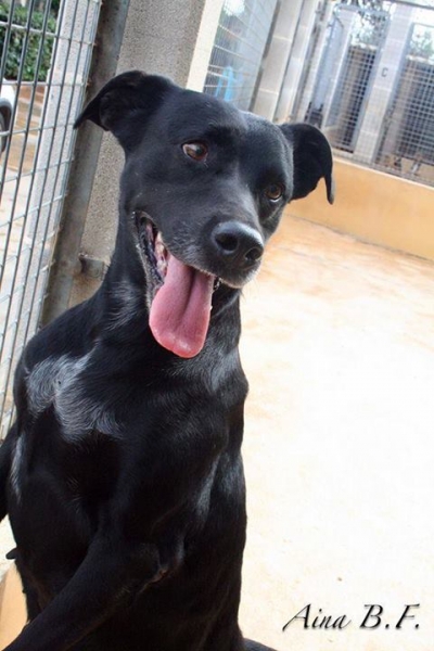LUPITA.  Perro en adopcion que busca casa. LUPITA.  Perro en adopcion que busca casa.