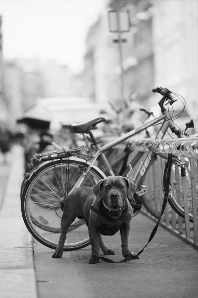 Perro junto a bicicletas