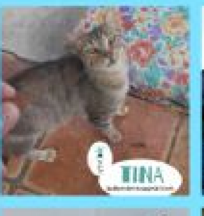 CUENCANIMAL Asociación Protectora de Animales - Tina.