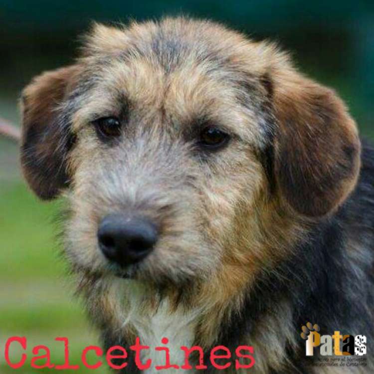 CachorroPastor2-Calcetines. CachorroPastor2 Calcetines.