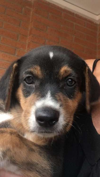 NATURALEZA Y ANIMALES Asoc. En su Defensa - Nilo.