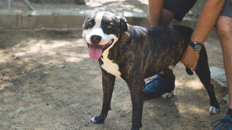 Pit Bull Terrier. Alf.