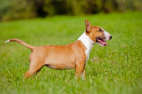 PETSmania - Bull Terrier Miniatura. 