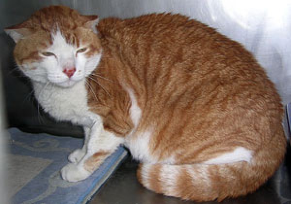 Agresividad felina como respuesta a la agresión humana. 