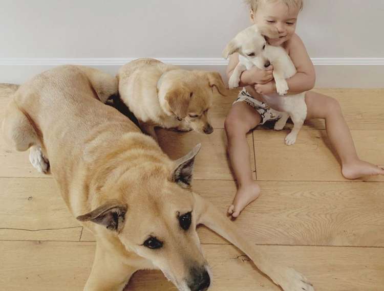PETSmania - Liam  el hijo de Conrad junto a los tres perros de rescate (Instagram)