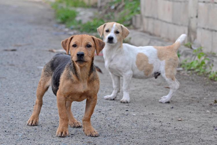 PETSmania - Puerto Rico toma medidas severas para frenar la superpoblación de perros y gatos.