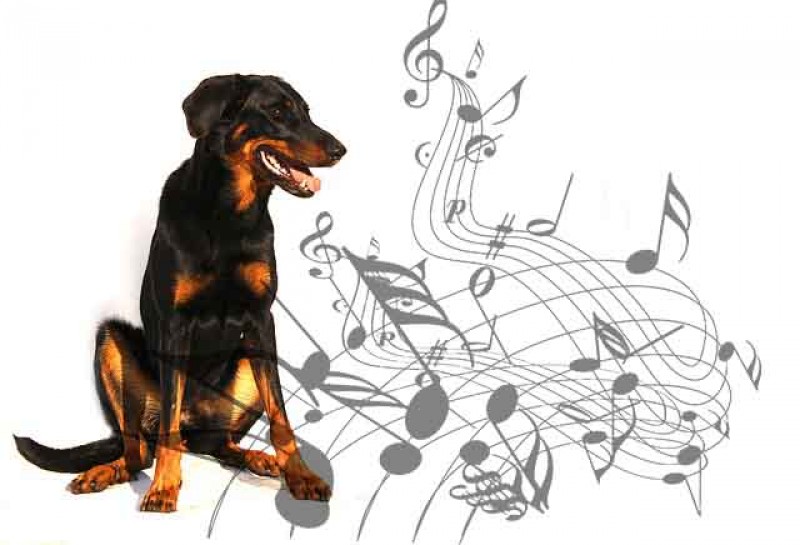 PETSmania - Beauceron.