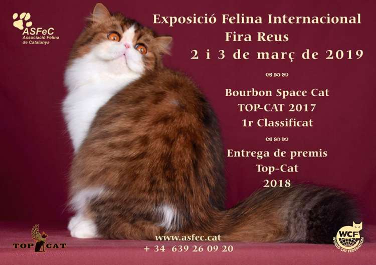 Asociación Felina de Catalunya A.S.F.E.C. - Belleza. EXPOSICIÓN FELINA INTERNACIONAL FIRA DE REUS (Tarragona   España)