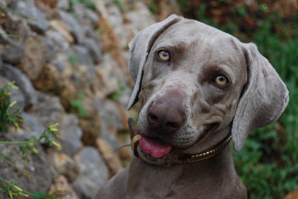 Braco de Weimar. Salhedine