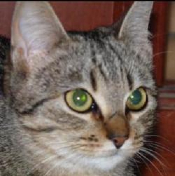 Maya.  Gato en adopcion que busca casa. Maya.  Gato en adopcion que busca casa.