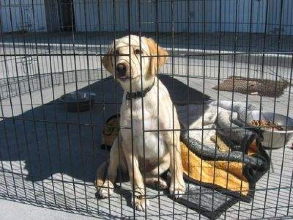 Cachorrilla encontrada