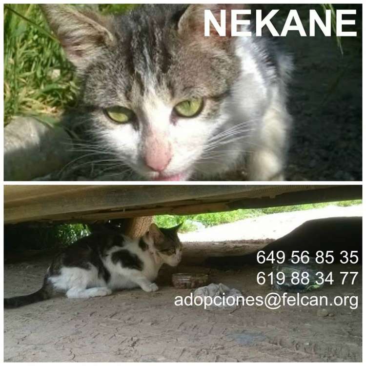 Asociación Protectora Felina y Canina FELCAN - Nekane.
