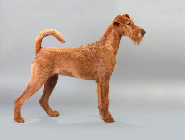 PETSmania - Irish Terrier. 