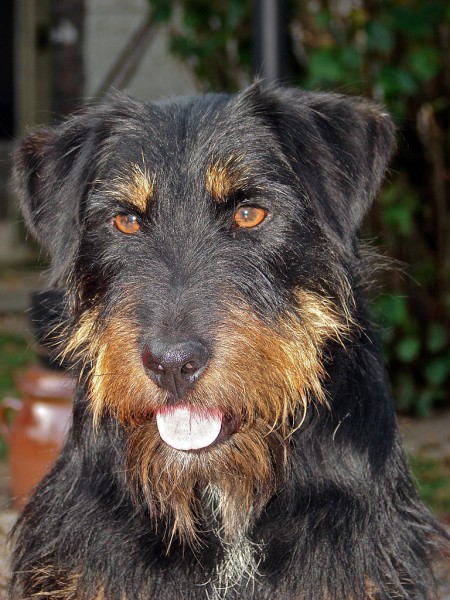 Jagd Terrier. Alexandre Prévot