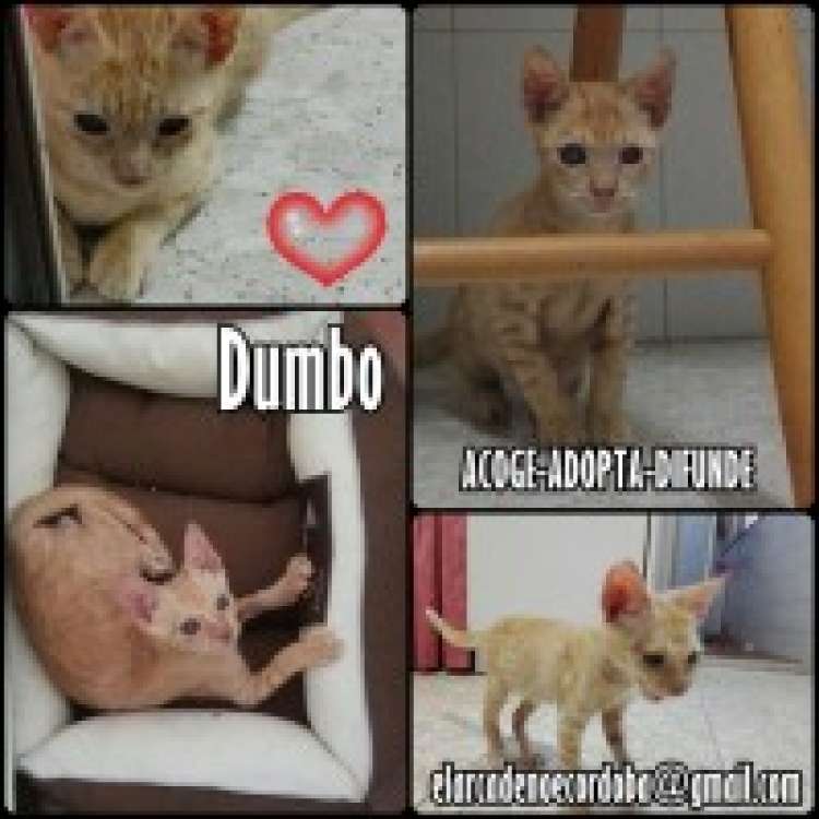 Dumbo. Gato en adopcion que busca casa.