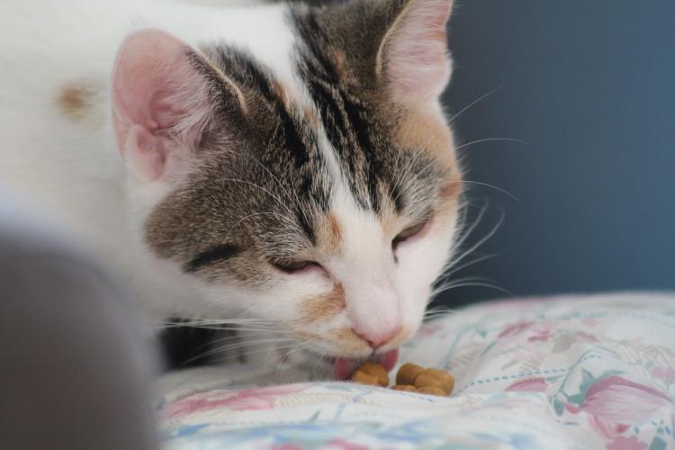 Trastornos alimenticios en gatos: Pica o Malacia Gato comiendo