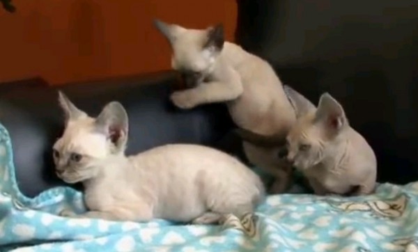 PETSmania - Minskin. 