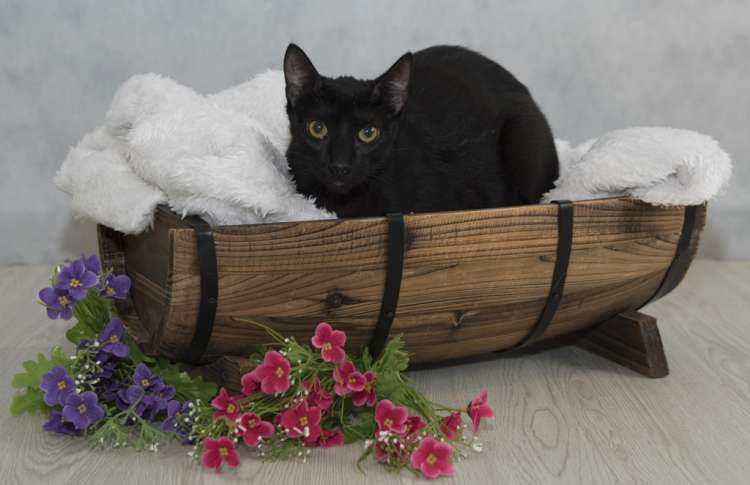 Gato mestizo. Baguira.