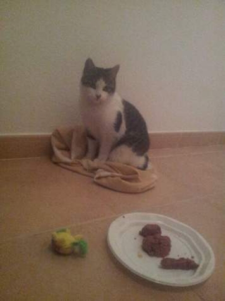 Comun Europeo. Gamberrito