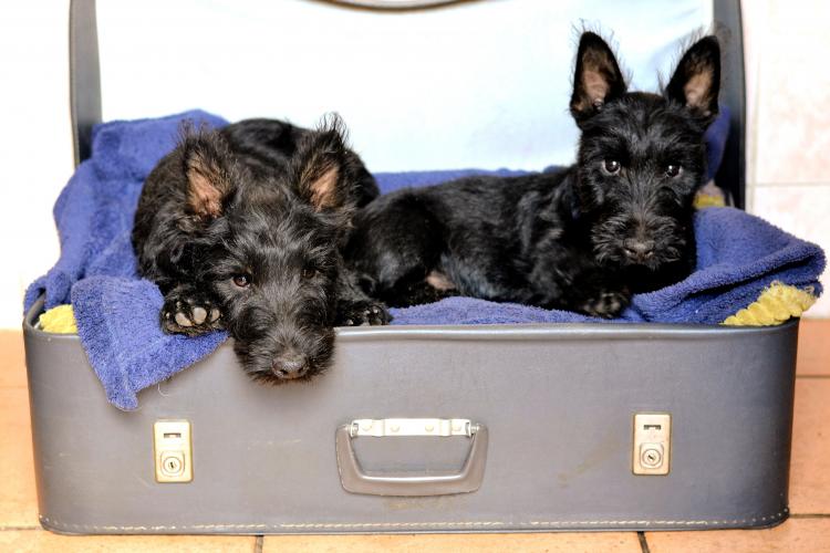 Cachorros de Scottish Terrier negro en maleta
