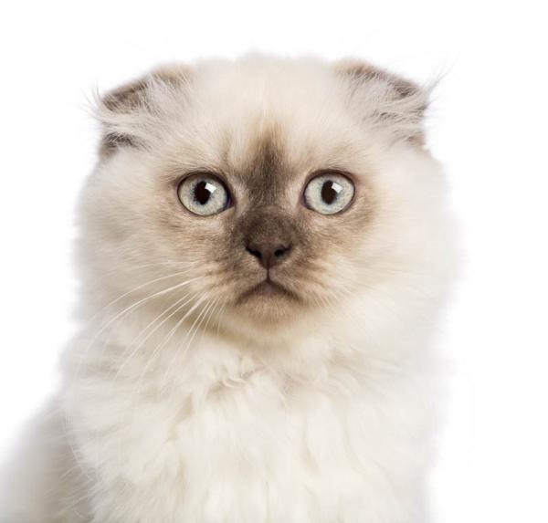 Fold Escocés de Pelo Largo.