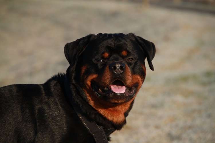 Rottweiler Rottweiler