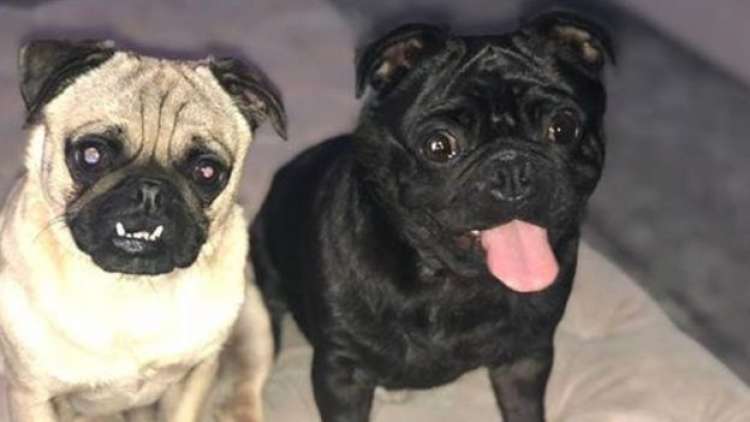 Pablo y Maggie  las mascotas de Becky Parsons.